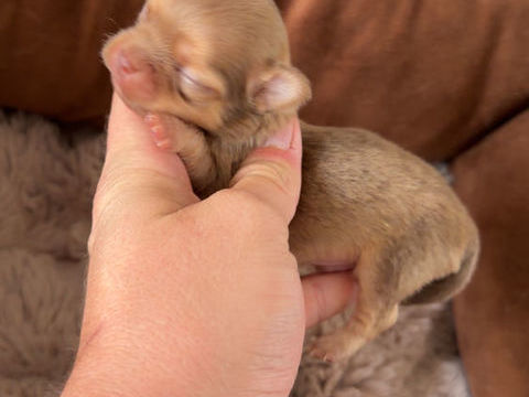 ? &Agrave; r&eacute;server ? 2 adorables m&acirc;les Chihuahua ?
Deux petits 900 80150 Forest-l'abbaye