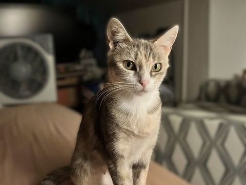 Cybèle 200 44000 Nantes