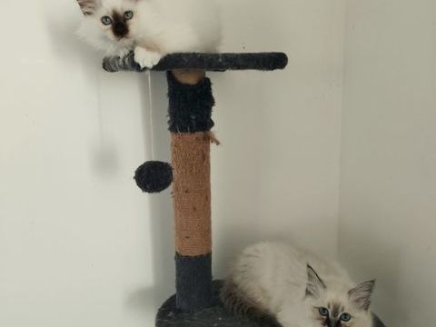 Chatons Sacré de Birmanie 800 91780 Saint-hilaire