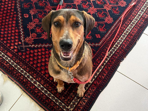 Mama, Femelle, X Berger, n&eacute;e le 25/08/2024 🐶 380 92000 Nanterre