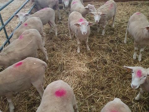 Mouton ils de France 240 08400 La croix-aux-bois