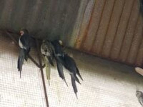   Oiseaux calopsittes  