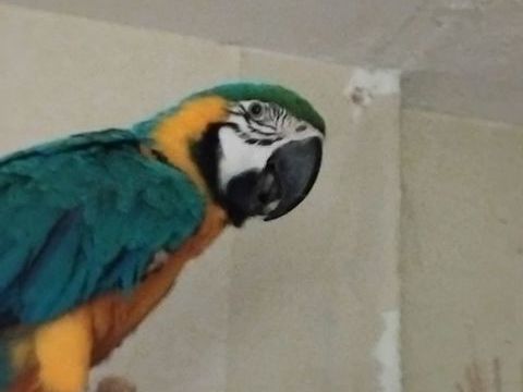 Perroquet  Ara 1300 38140 Apprieu