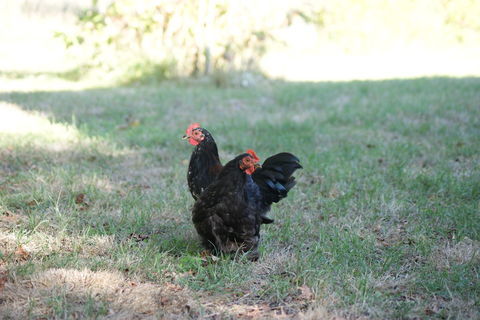 Jeune coq Pékin Saisissez le titre de votre annonce 10 33121 Carcans