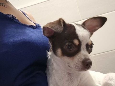 Une femelle petit gabarit tr&egrave;s joueurs et c&acirc;lines 7716 850 77166 Évry-grégy-sur-yerre
