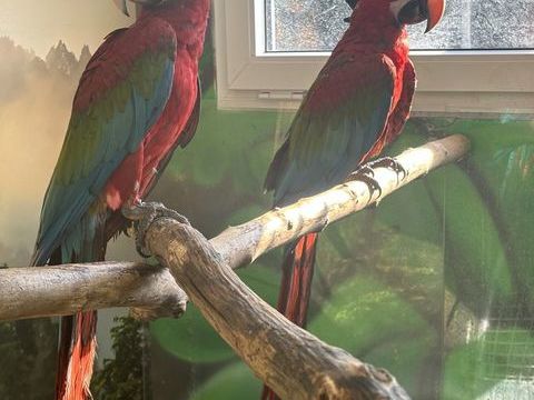 Aras Chloropter 1700 68000 Colmar