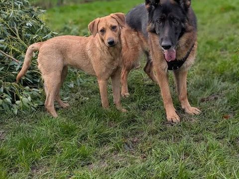 Dixy la joyeuse et dynamique louloute 350 76170 Lillebonne