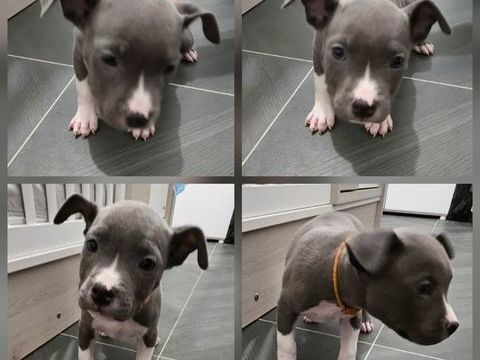 Chiots américains staff bleus LOF 900 62750 Loos-en-gohelle