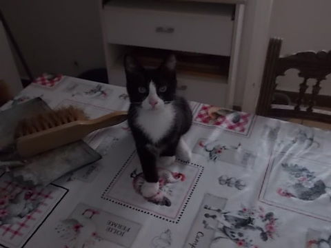 donne chatons sevr&eacute;s propre contre bons soins 0 42370 Renaison