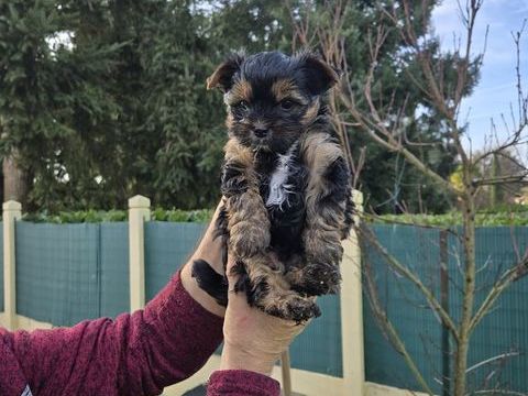A RESERVER YORSHIRE TERRIER BIEWER 1400 49300 Cholet