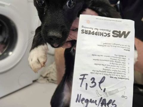 Toinette, en urgence, à l'adoption 200 54000 Nancy