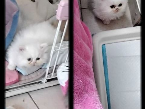 CHATONS   PERSAN 850 30340 Rousson