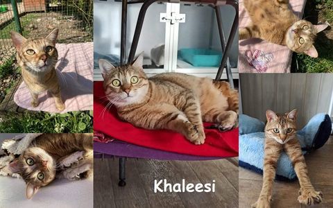 urgent pour Khaleesi 2 ans 3 pattes &agrave; adopter 1 27170 Beaumont-le-roger