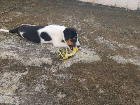 Only, femelle Xborder collie n&eacute;e le 09/10/2025 300 35000 Rennes