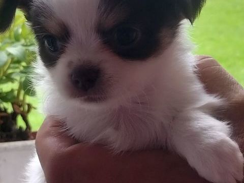 Chiots chihuahua poils longs 
Femelles et 1 m&acirc;le  900 56800 Ploërmel