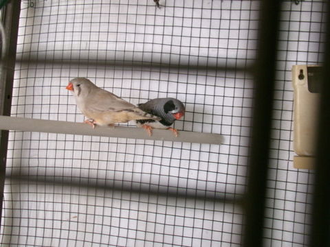 Oiseaux 30 17210 Montlieu-la-garde