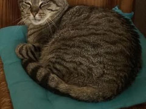 Chat KINDER à l adoption 180 26100 Romans-sur-isre