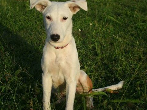 Hikari, femelle X croisé berger , née le 25/07/2025 &#128054; 300 57000 Metz