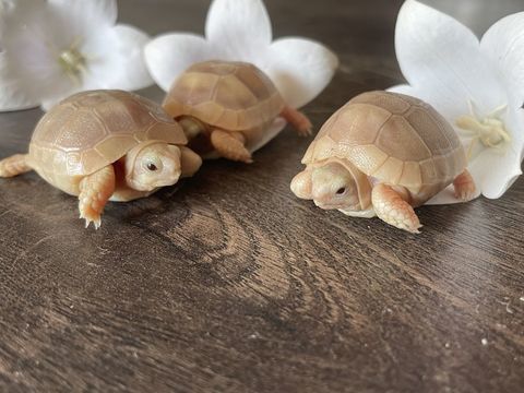 Tortue de terre Marginata albino t+ 400 26250 Livron-sur-drme