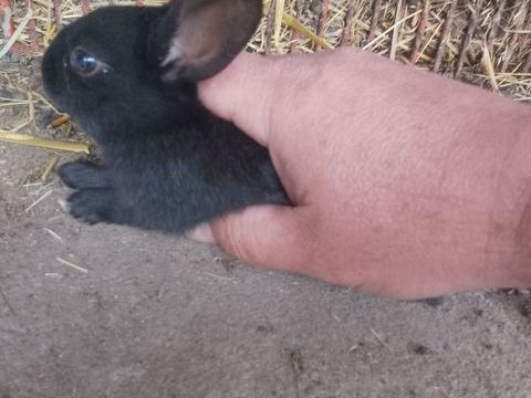 Bonjour van lapin 20 59400 Cambrai