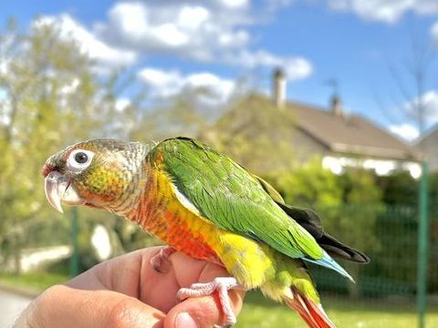 Tr&egrave;s Belles Conure Molina&eacute; EAM TR&Egrave;S BIEN APPRIVOIS&Eacute;ES 2026 450 94450 Limeil-br�vannes