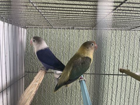 Oiseaux 80 74300 Cluses