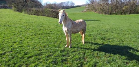 cheval entier arabe barbe 1000 70000 chenoz-la-mline