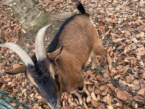 Donne 2 boucs nains castr&eacute;s 0 74540 Chainaz-les-frasses