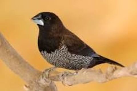 Moineaux du japon
30 40380 Saint-geours-d'auribat