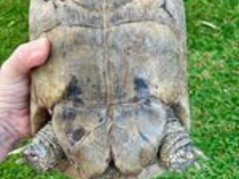  Tortue Mauresque 45 ans  
