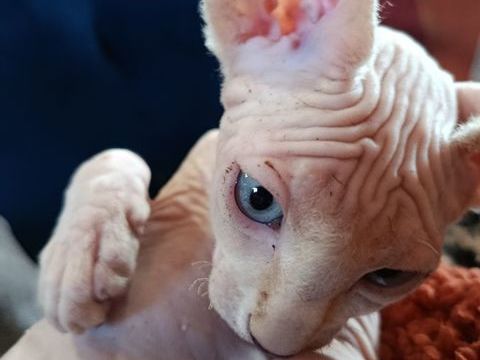 BB chaton Sphynx DISPO 
990 44160 Pontchâteau