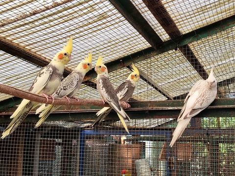  calopcite 15 35890 Laill�