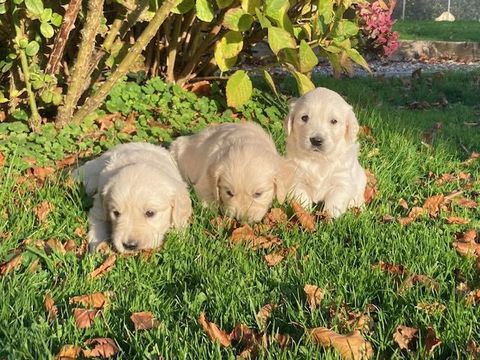 Chiot golden retriever 1100 76110 Grainville-ymauville