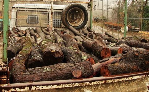 bois de chauffage, chne vert 90 Fournes-Cabards (11)