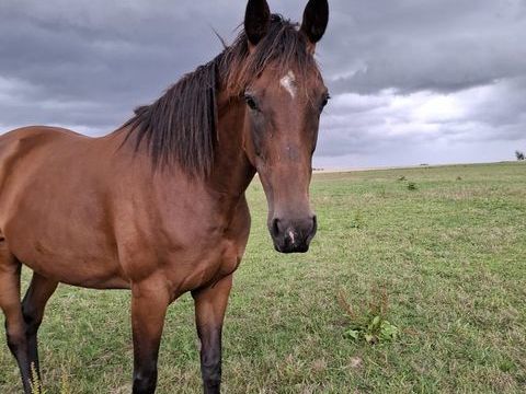 jument de 11 ans avec des bons papier 600 77130 Montereau-fault-yonne