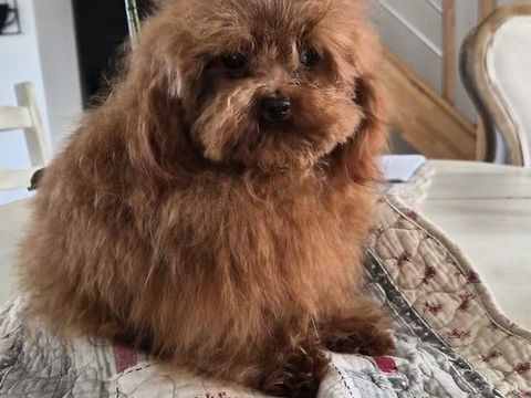 M&acirc;le caniche teacup fauve rouge adulte 3500 86430 Luchapt