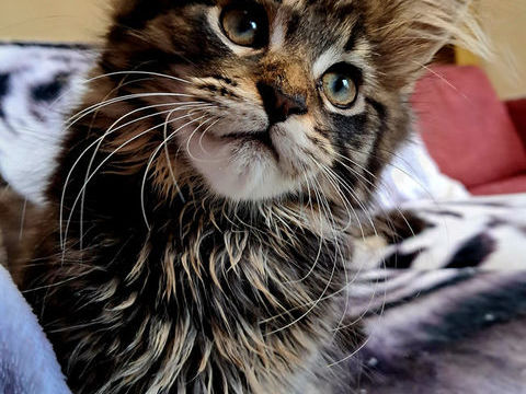 Chatons Maine Coon LOOF - DISPONIBLES 1400 62970 Courcelles-ls-lens