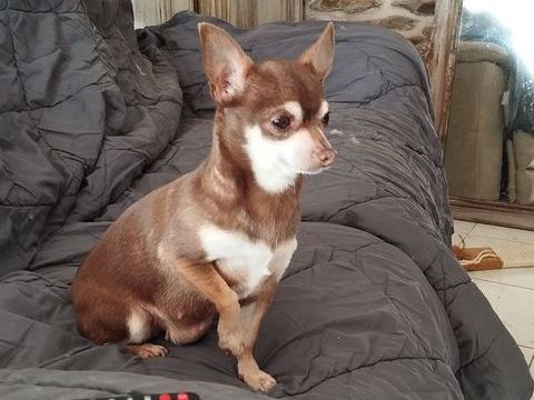 Chihuahua adulte 400 56140 Tr�al