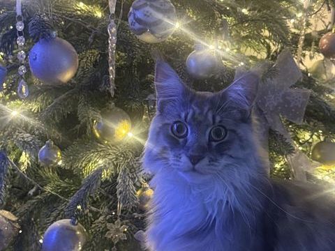 Main coon adoption 0 78240 Chambourcy