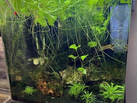 Crevettes 25 44640 Le pellerin