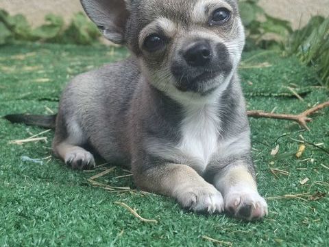 Magnifique b&eacute;b&eacute; chihuahua poil court non lof 850 24000 P�rigueux
