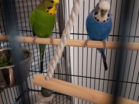 Couple perruches ondulees 50 77340 Pontault-combault