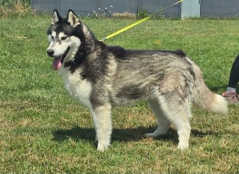 BOJKA husky 4 ans 280 59300 Aulnoy-lez-valenciennes