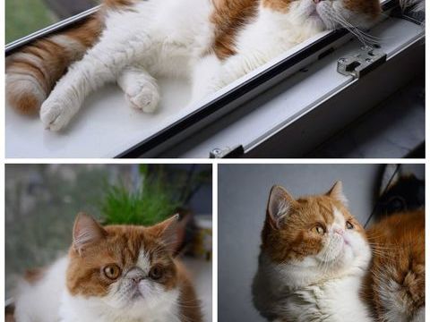 Chaton m&acirc;le exotic shortair LOOF 780 67330 Bouxwiller