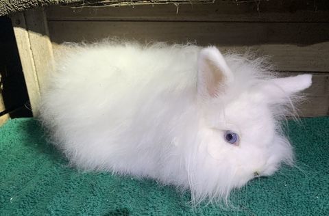 Petits lapins nains angoras 45 31390 Carbonne