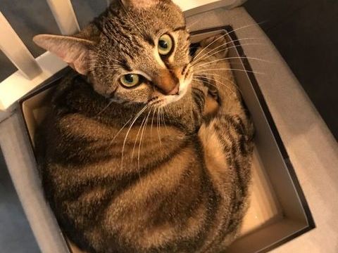 Ath&eacute;na  190 59000 Lille