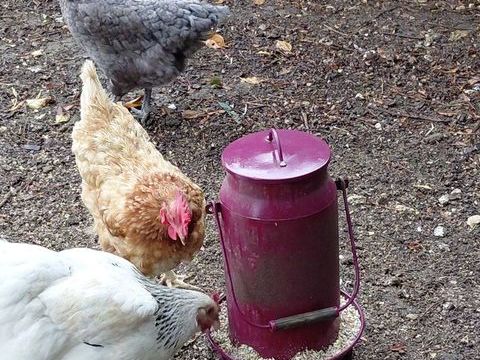 3 poules 35 77220 Gretz-armainvilliers