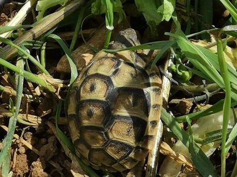 Tortue de terre gra&eacute;cca 80 34430 Saint-jean-de-v�das