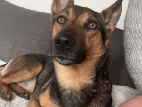 Chien TAIKO &agrave; l adoption 250 69420 Condrieu