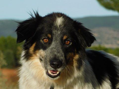 MANCHAS, Border collie de 4 ans (ok chat) 315 24140 Douville